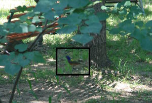 Painted Bunting