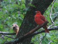 Summer Tanager