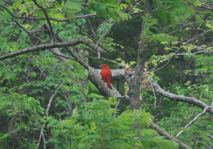 Scarlet Tanager